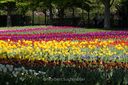 Britzer_Garten-112.jpg